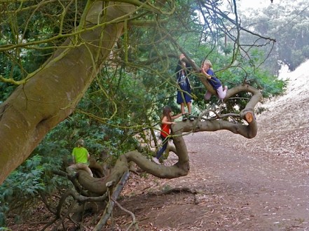 This tree is to be felled