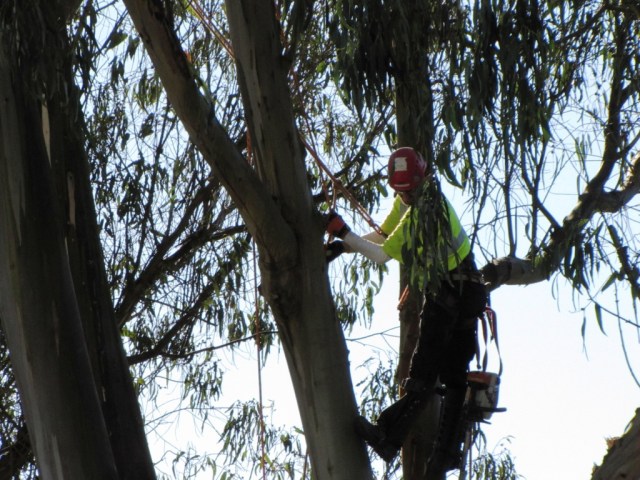 TreeCutting(01-10-2113)-4