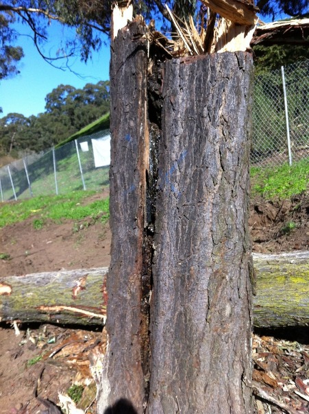 destroyed bee tree (Photo credit Scott Mattoon)