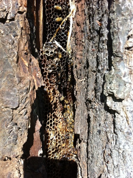 exposed hive with bees (Photo- Scott Mattoon)