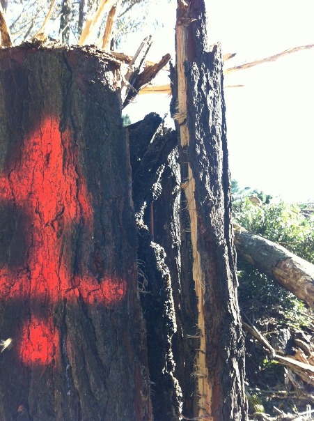 red arrow on bee tree (Photo - Scott Mattoon)