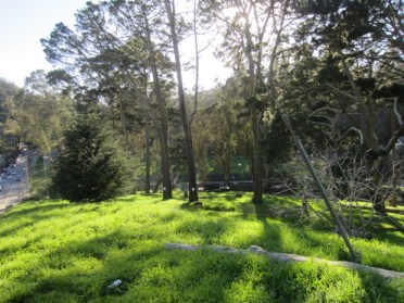 Doomed trees in Glen Canyon Park