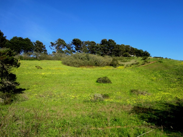 splendid wildflowers