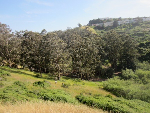 glen canyon park - how many of these trees will live