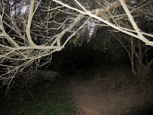 through low tree tunnels